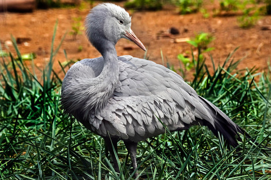 Stanley crane also known as blue crane. Latin name - Anthropoides paradisea	
