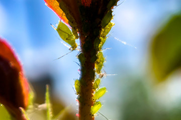 Macro photography. Different sizes aphids swarm gathering on a fresh spring rose leaf.