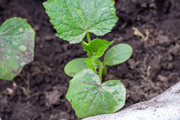 Planting seedlings of cucumbers and tomatoes in the country. Green leaves, warm weather. Agriculture. Food.