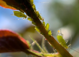 Macro photography. Different sizes aphids swarm gathering on a fresh spring rose leaf.