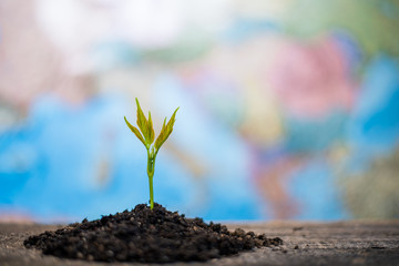 New concept of life and renewal. Small green sprout on a background of the map of europe