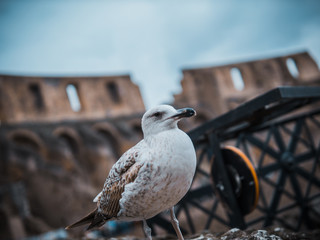 pigeon on a fence
