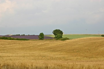 lavande et blé - plateau de Valensole