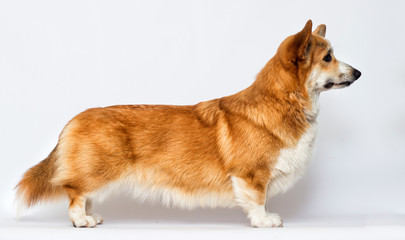 welsh corgi dog sideways in a pedigree stand on a white background