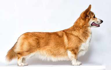 welsh corgi dog sideways in a pedigree stand on a white background