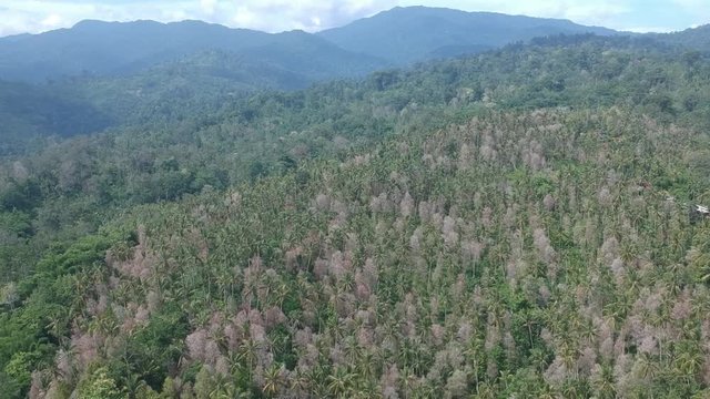 thickets of white-pink Cotinus coggygria and palm trees against the backdrop of mountains in sunny weather bali indonesia