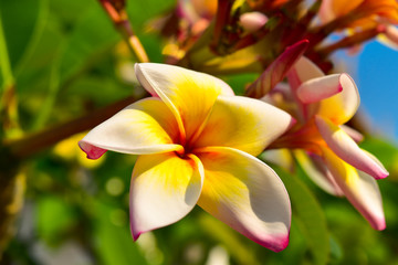 White yellow and pink frangipani flower with green and blue background