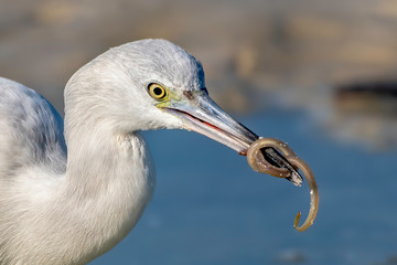 Juvenile little blue heron catches breakfast in his bill