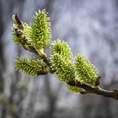 First shoots on a spring tree