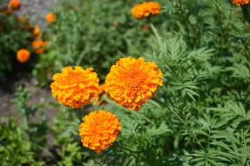 orange carnations