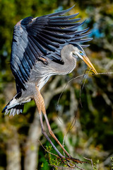 Great blue heron flying with wings spread