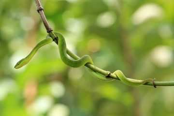 green buds on a branch