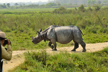 Fototapeta premium white rhino walking in the road