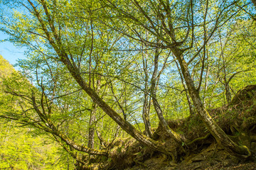 Fototapeta premium root trees grow on the cliff. clean air. hiking in the green forest.