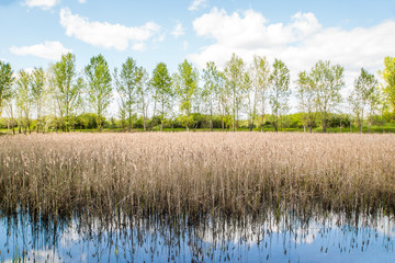 overgrown lake on a background of trees.