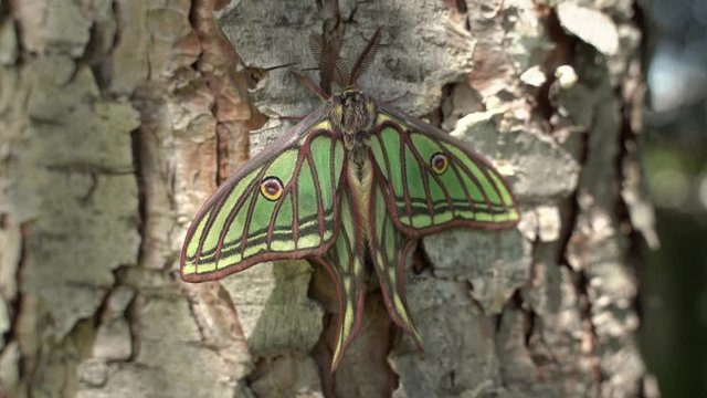Green Beautiful butterfly on a pine tree. Graellsia, a unique moon moth from Spain and France (Graellsia isabelae)