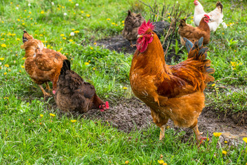 Colorful rooster with chicken on green grass. poultry.