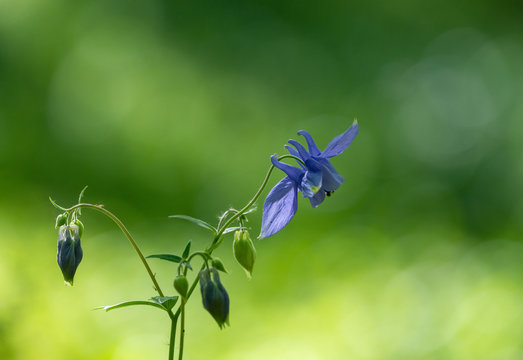 Aquilegia pyrenaica wild flowers in the forest