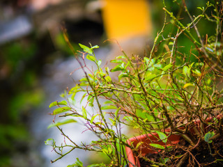 autumn leaves in the forest