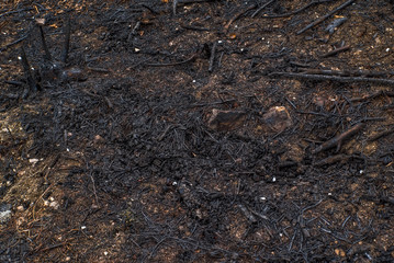 fire in the forest. burned the ground. danger to animals and plants. prohibition of burning forests.