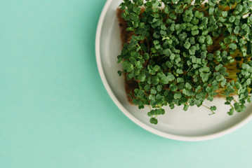 Plate of microgreen sprouts on mint background
