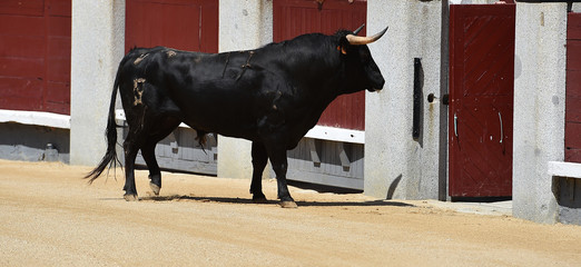 a strong bull on the spanish cattle farm