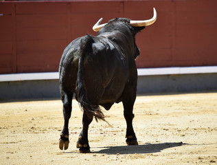 toro negro español con grandes cuernos