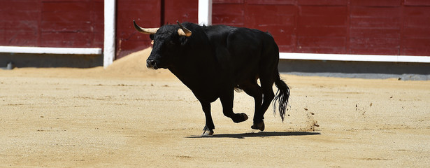 toro negro español con grandes cuernos