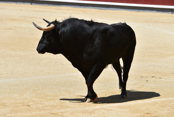 toro negro español con grandes cuernos
