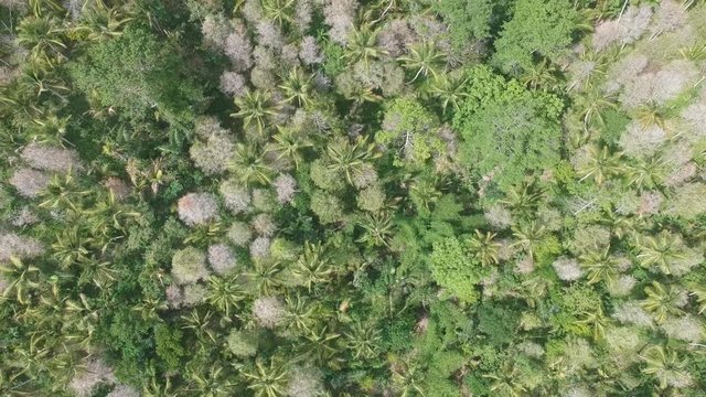 flying over picturesque thickets of white-pink Cotinus coggygria and palm trees in sunny weather bali indonesia
