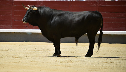 un poderoso toro español con grandes cuernos en un tradicional espectáculo de toreo en una plaza...