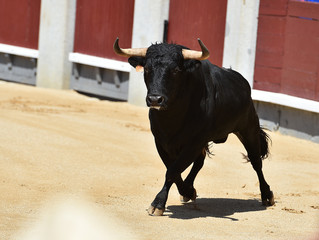 un poderoso toro español con grandes cuernos en un tradicional espectáculo de toreo en una plaza de toros