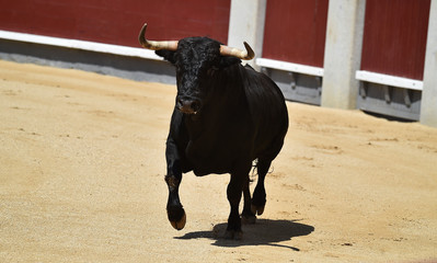 un poderoso toro español con grandes cuernos en un tradicional espectáculo de toreo en una plaza...