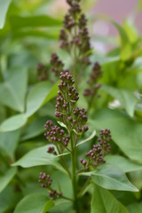 blackberry bush in the garden
