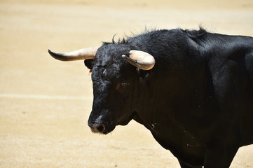 cabeza y cuernos de toro español