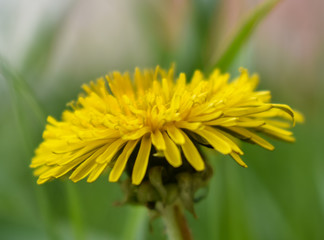 yellow dandelion flower