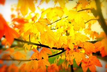 Magic colorful autumn
