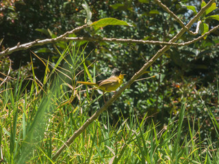 Small yellow bird on a tree in Costa Rica