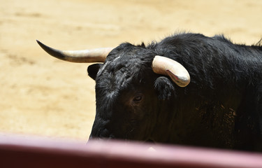 cabeza y cuernos de toro español