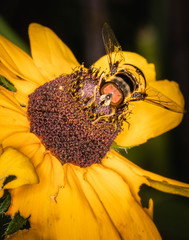A hover fly feeding on a yellow flower in a Pennsylvania meadow