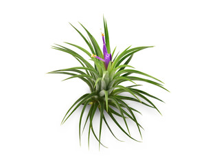 Fototapeta na wymiar Air plant with scientific name Tillandsia, isolated white background. This has clipping path. 