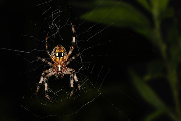 Underside of a furrow orbweaver spider on its web in nature