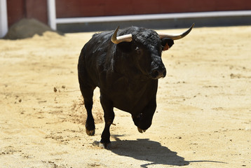 un poderoso toro español con grandes cuernos en un tradicional espectáculo de toreo en una plaza de toros