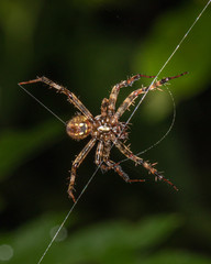 A furrow orbweaver spider spins its web against a dark blurred background