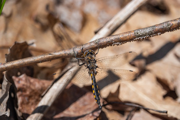 Beaverpond Baskettail Dragonfly in Springtime