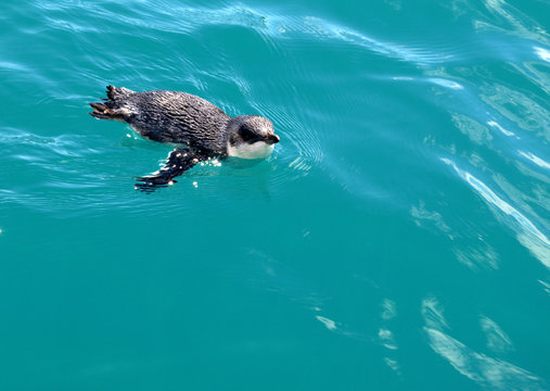 Little blue penguin swimming at the sea of Abel Tasman Park, New Zealand