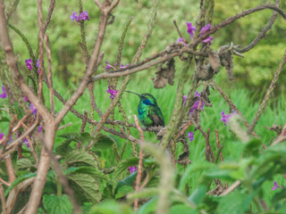 Humminbird looking around