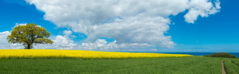 Fototapete Rund rural panoramic landscape with blooming canola field, a tree and a view to the sea in the background © Wilm Ihlenfeld