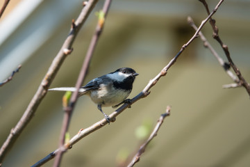 Black Capped Chickadee Perched in Springtime