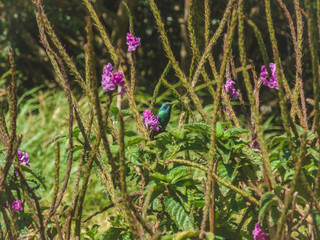 Humminbird polinating purple flowers in the garden